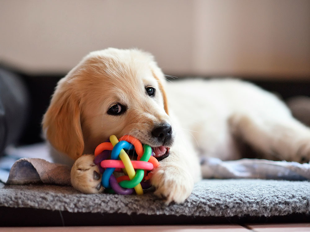 10 Produtos Essenciais para seu Pet